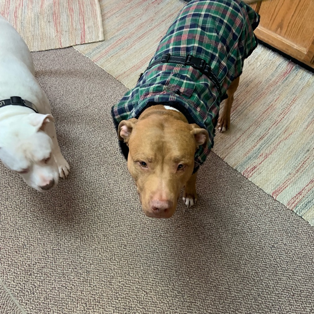 Green plaid winter dog coat